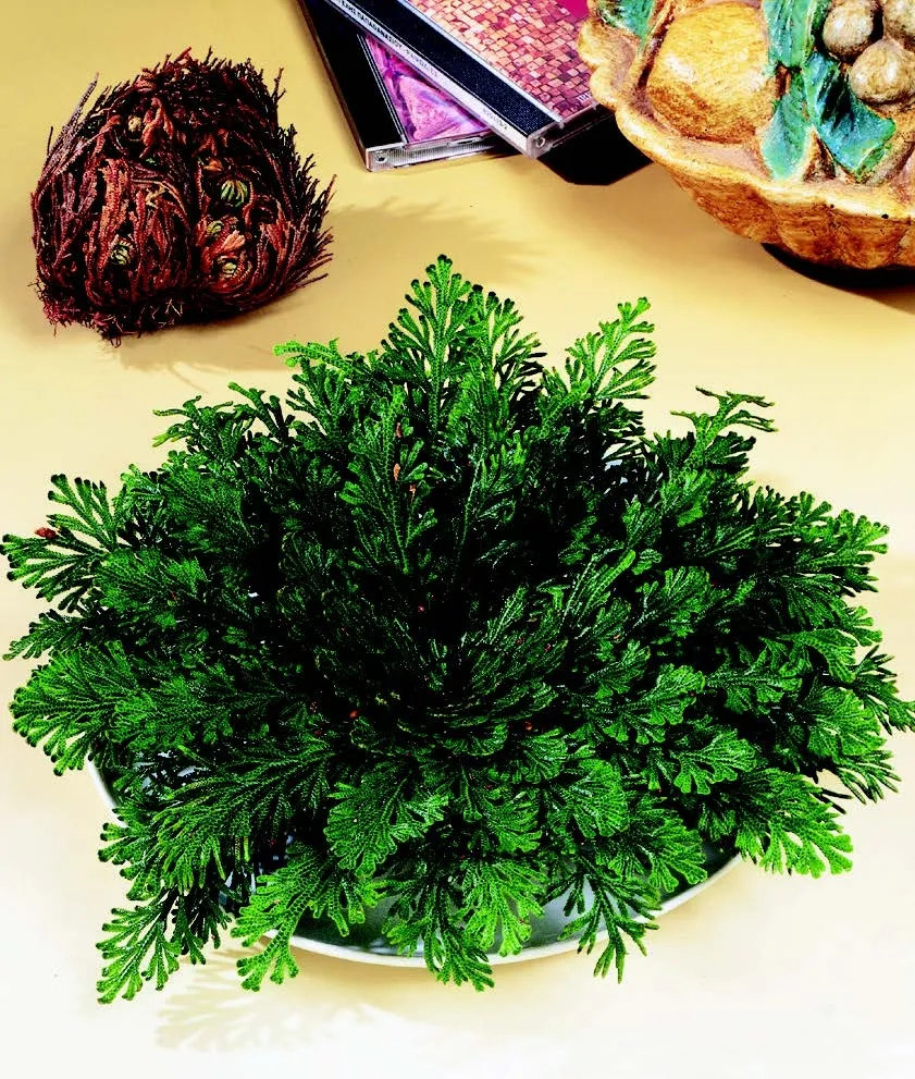 Rose of Jericho • Home Shopping Selections